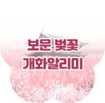 보문 벚꽃 개화알리미